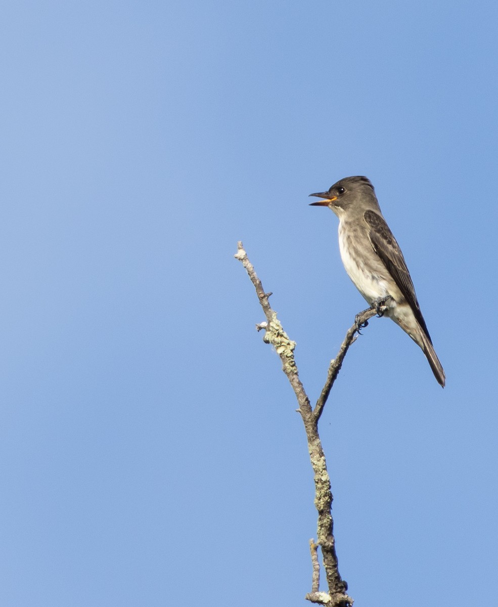 Olive-sided Flycatcher - ML624146464