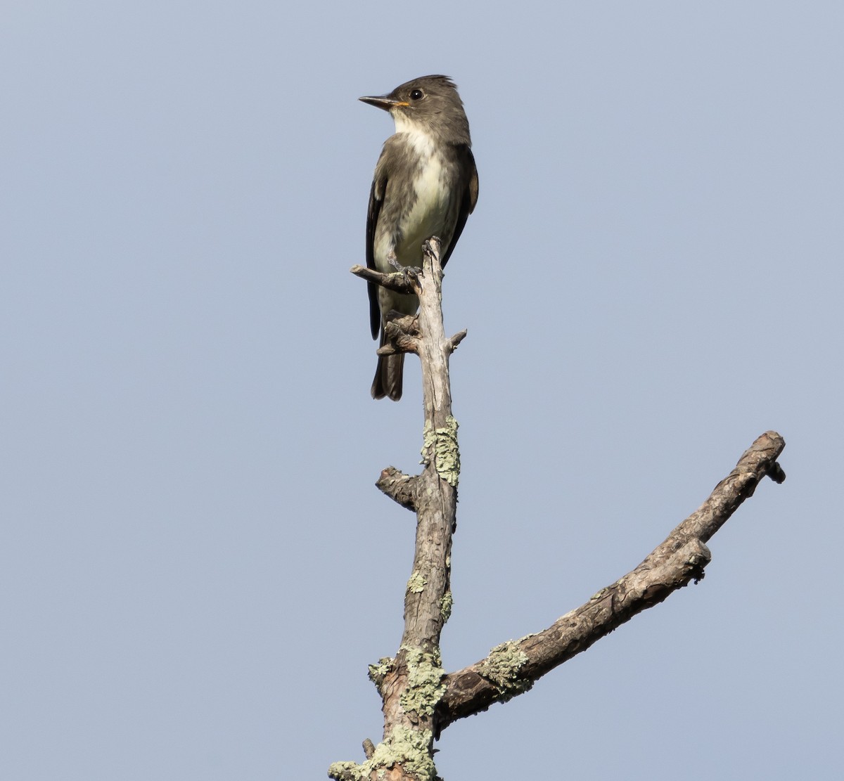 Olive-sided Flycatcher - ML624146465