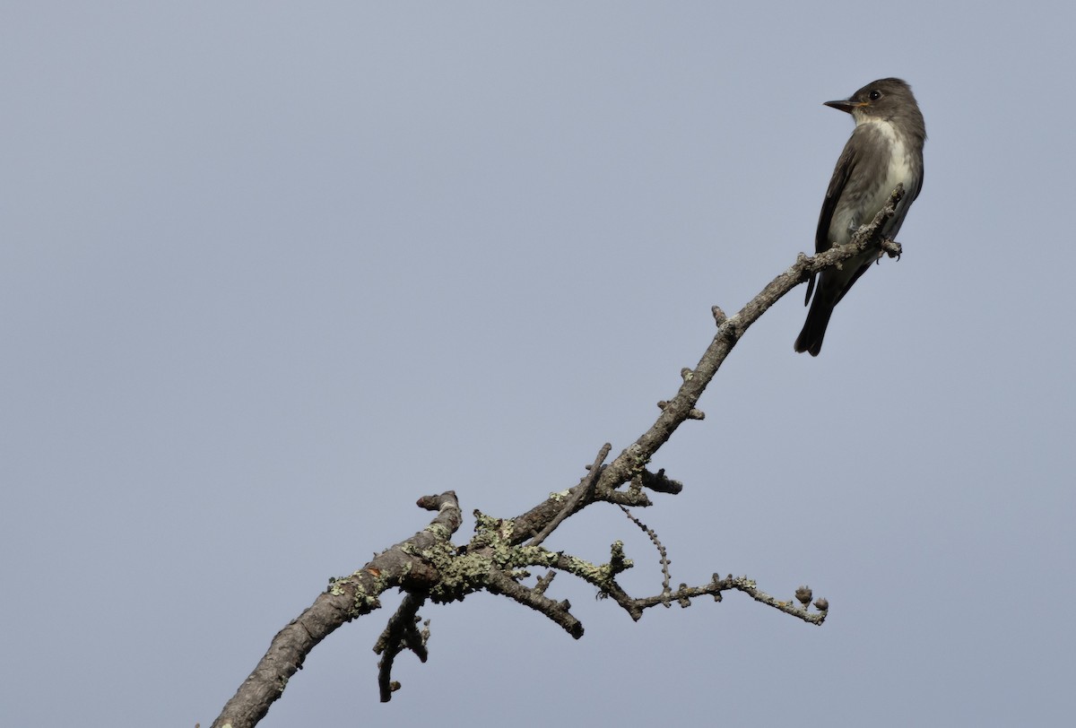 Olive-sided Flycatcher - ML624146466