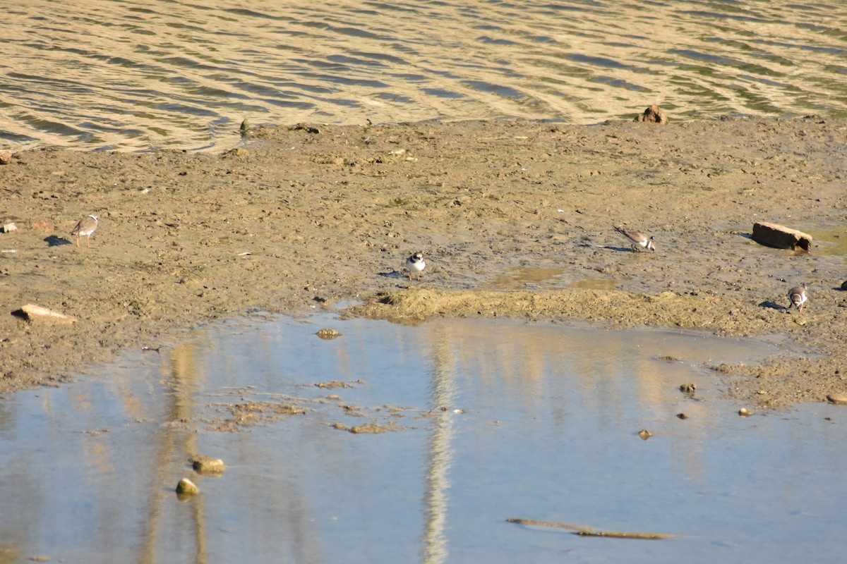 Common Ringed Plover - ML624146484