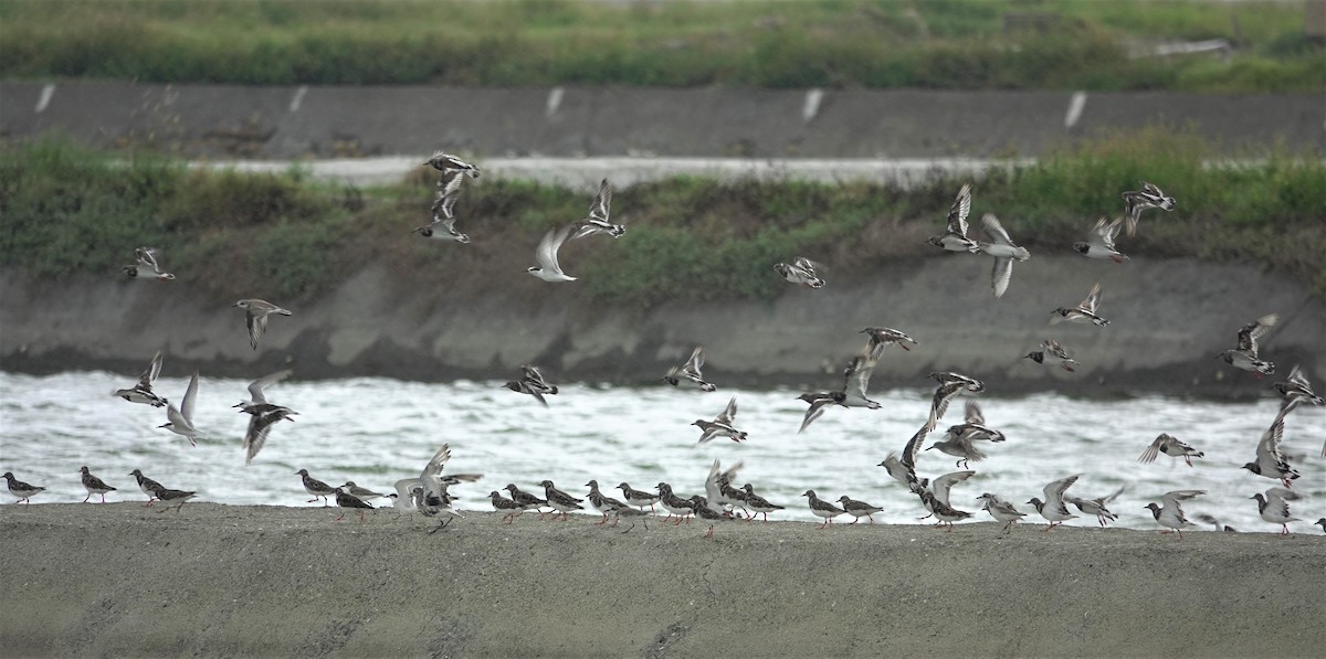 Ruddy Turnstone - Cynthia Su