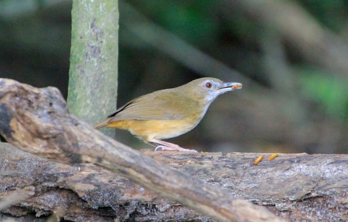 Abbott's Babbler - ML624146507