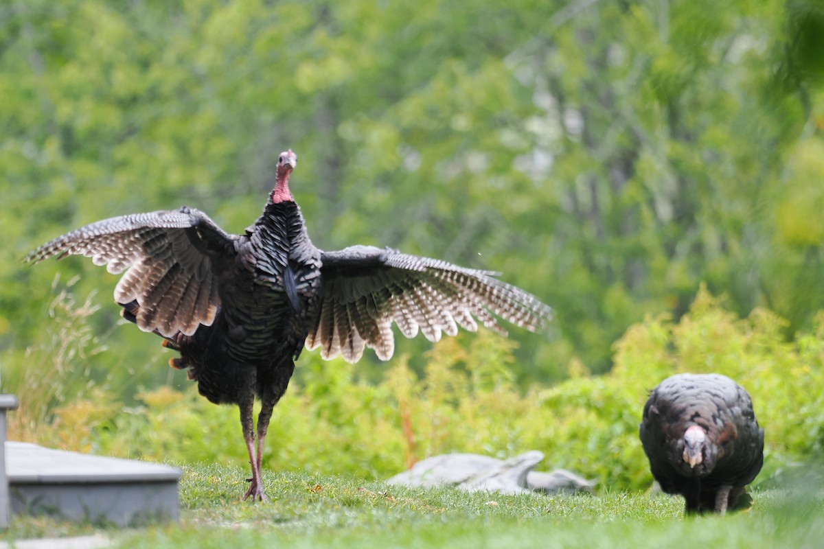 Wild Turkey - Leijun Zhuang