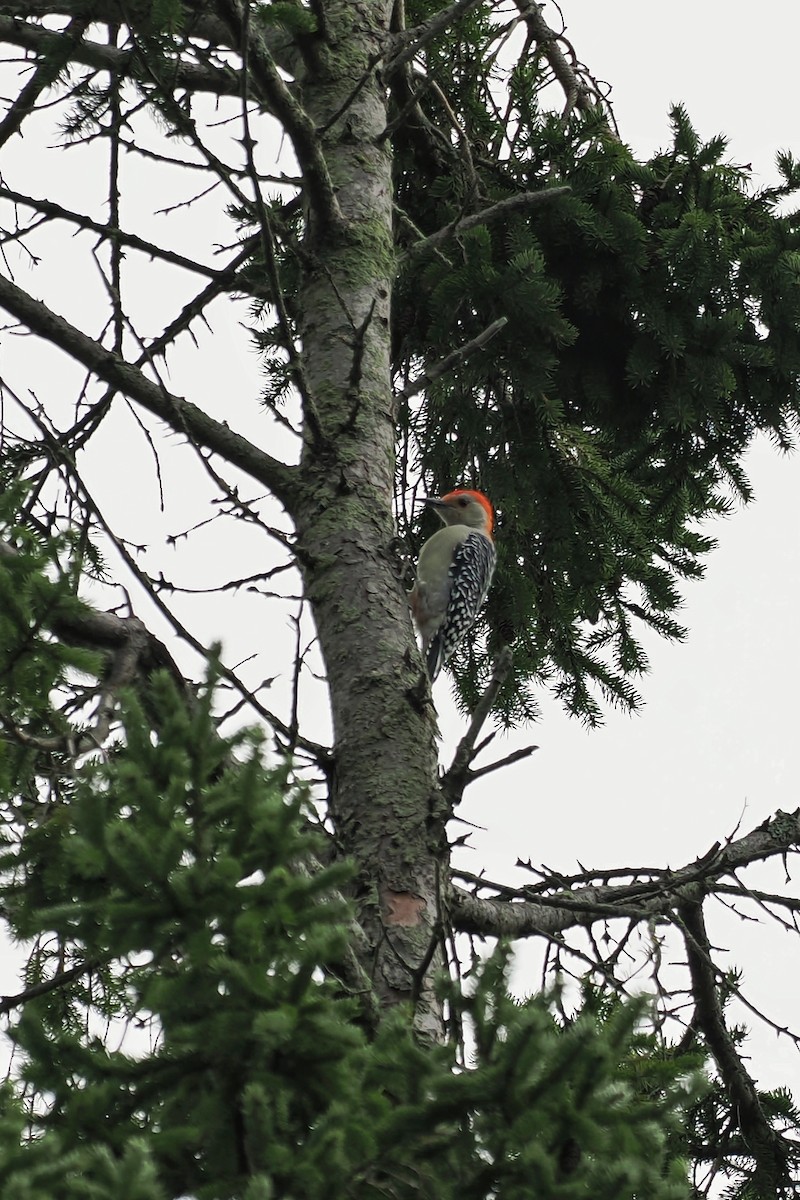 Red-bellied Woodpecker - ML624146562