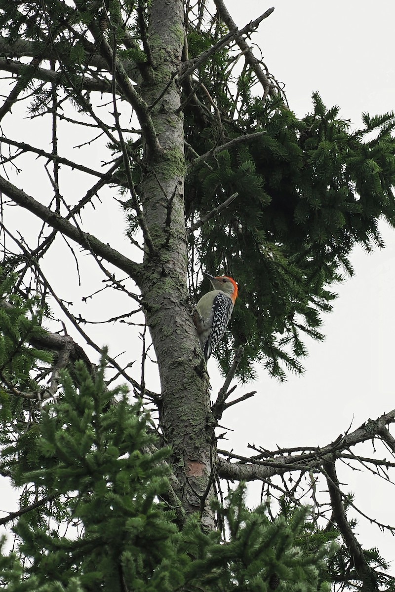 Red-bellied Woodpecker - ML624146563