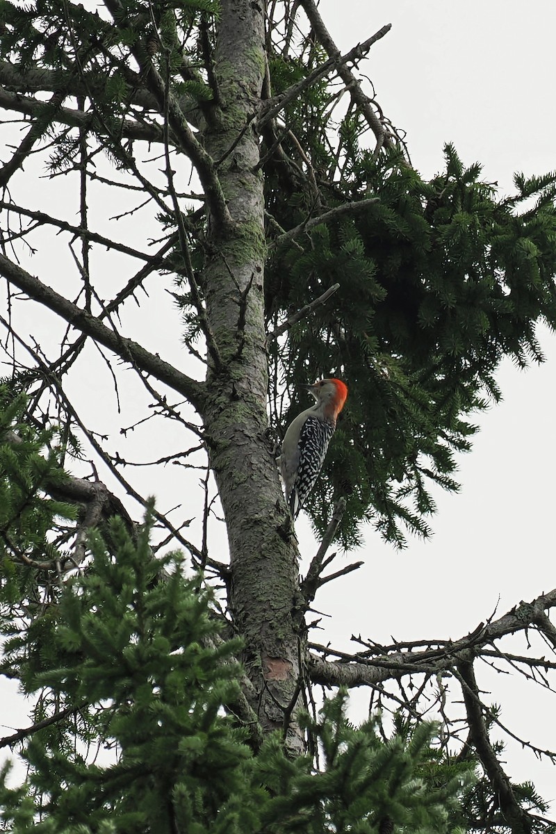 Red-bellied Woodpecker - ML624146564