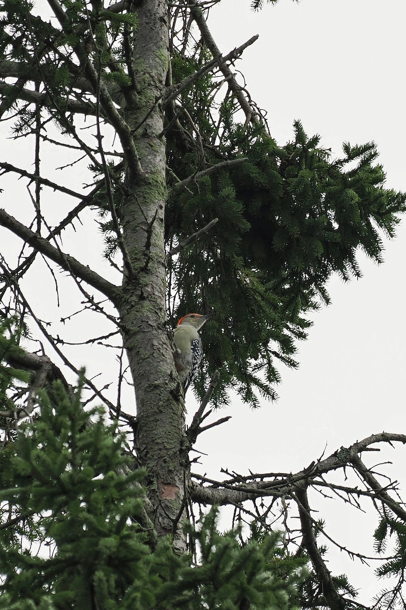 Red-bellied Woodpecker - ML624146565