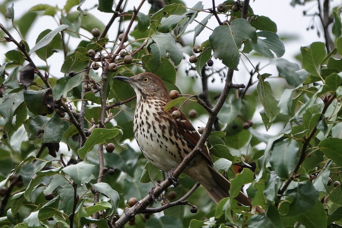 Brown Thrasher - ML624146588