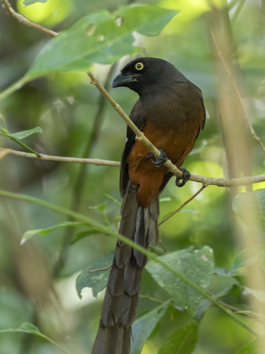 Andaman Treepie - ML624146602