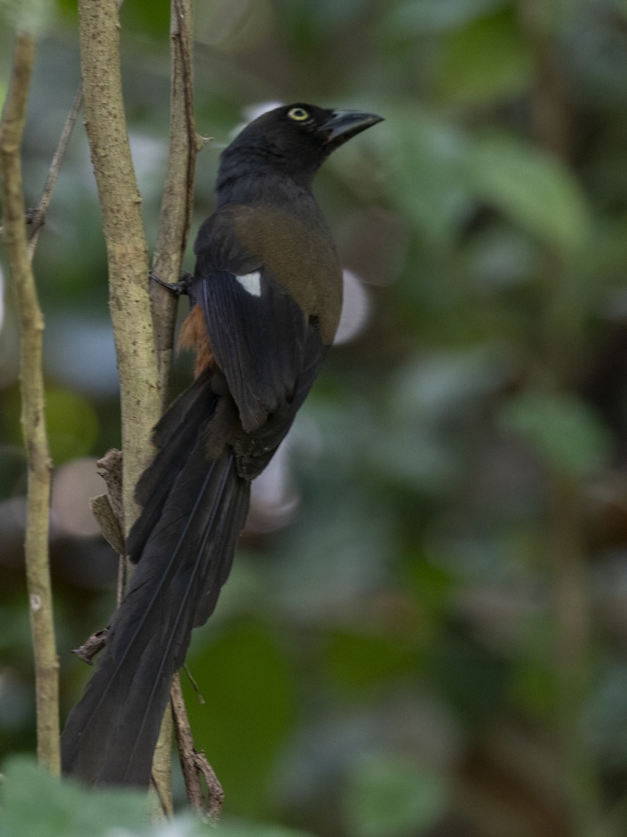 Andaman Treepie - ML624146603