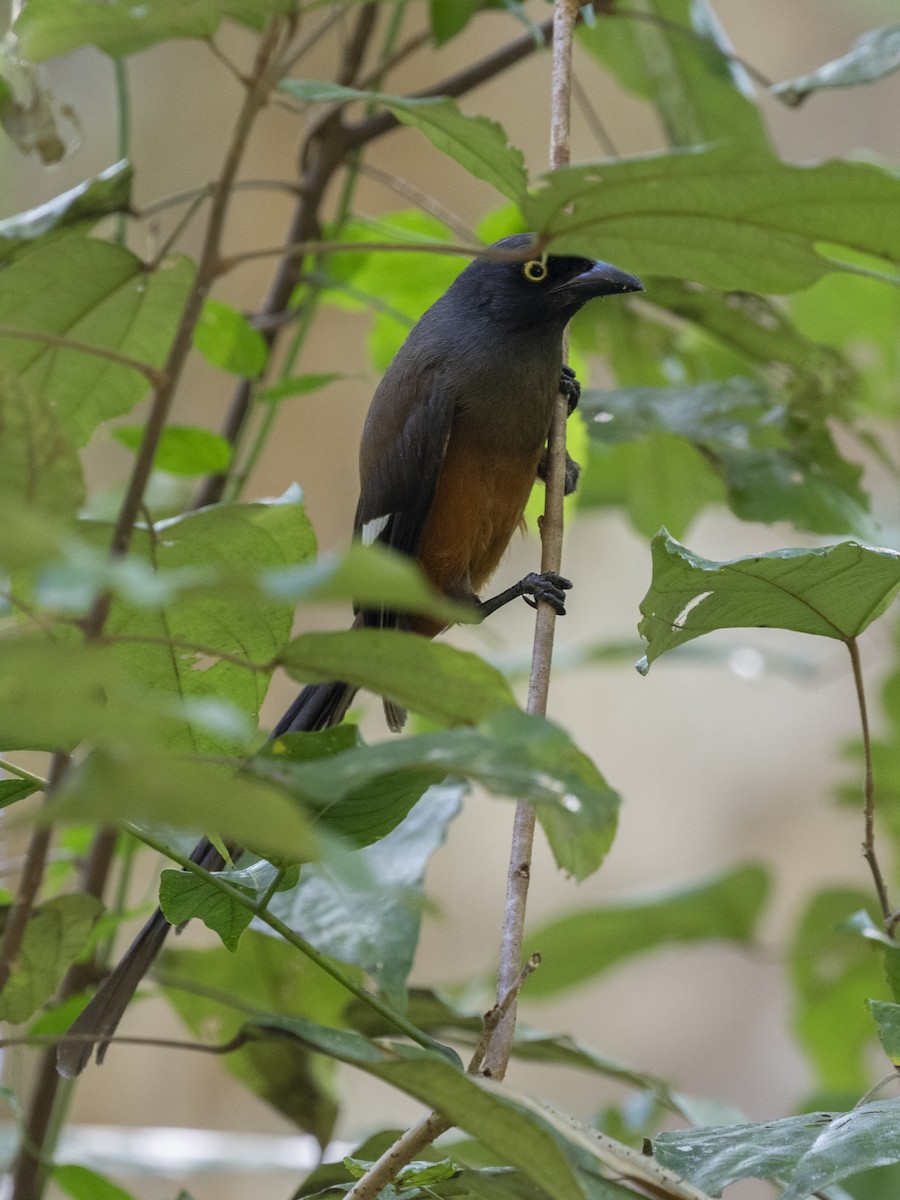 Andaman Treepie - ML624146604