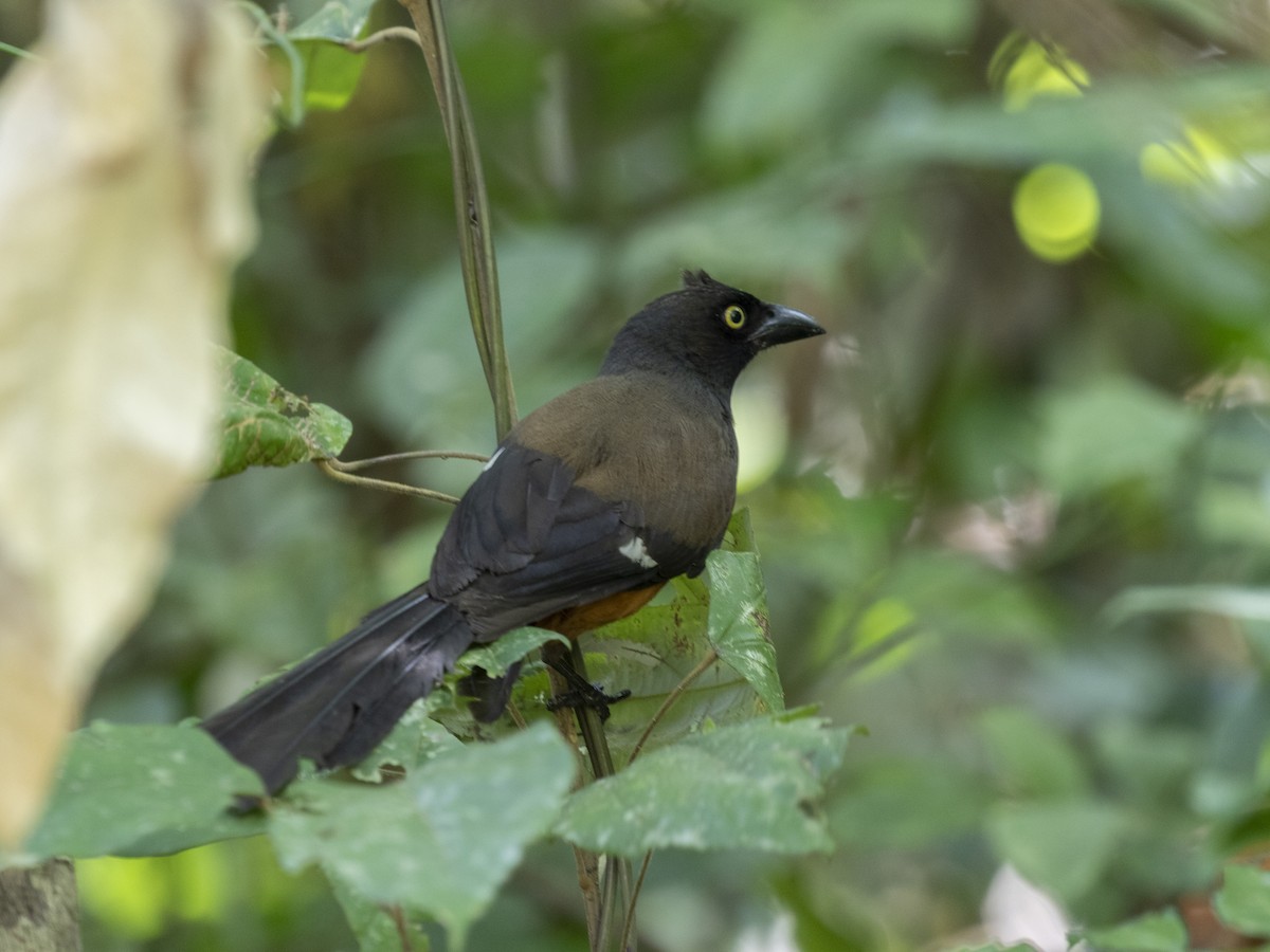 Andaman Treepie - ML624146605