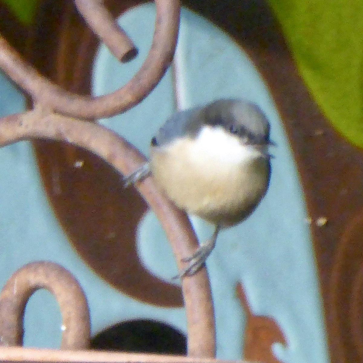 Pygmy Nuthatch - ML624146613