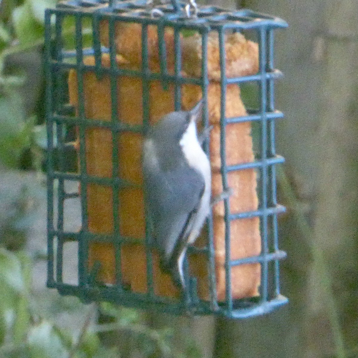 Pygmy Nuthatch - ML624146621