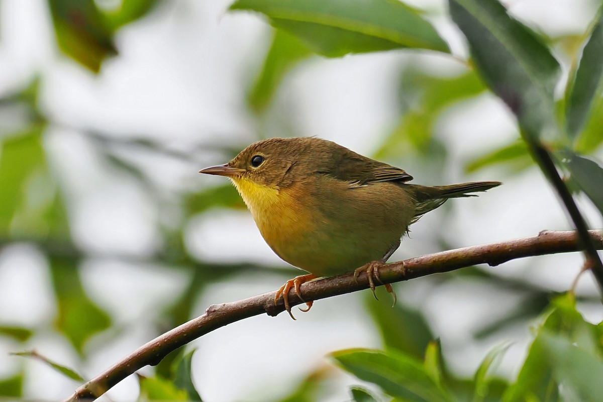 Common Yellowthroat - ML624146629