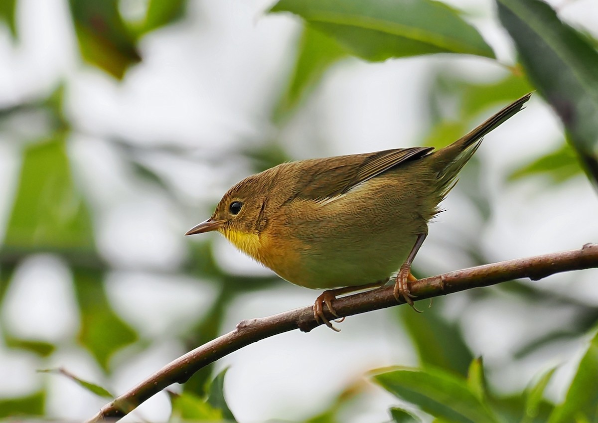 Common Yellowthroat - ML624146630