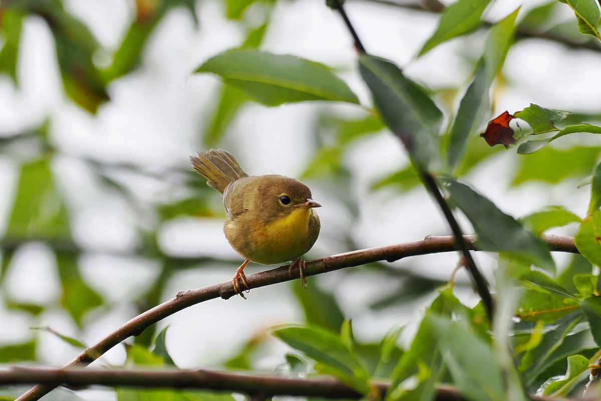 Common Yellowthroat - ML624146631