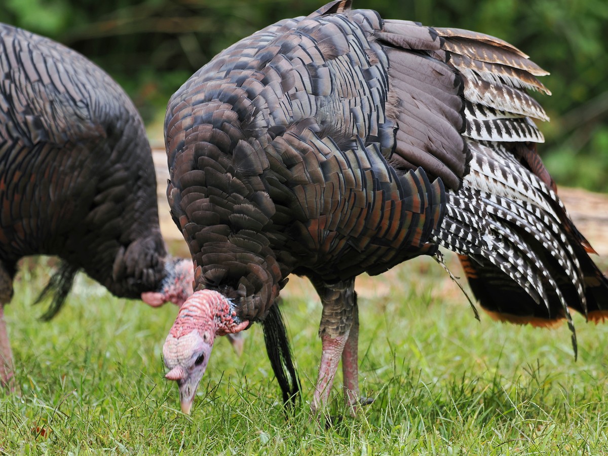 Wild Turkey - Leijun Zhuang