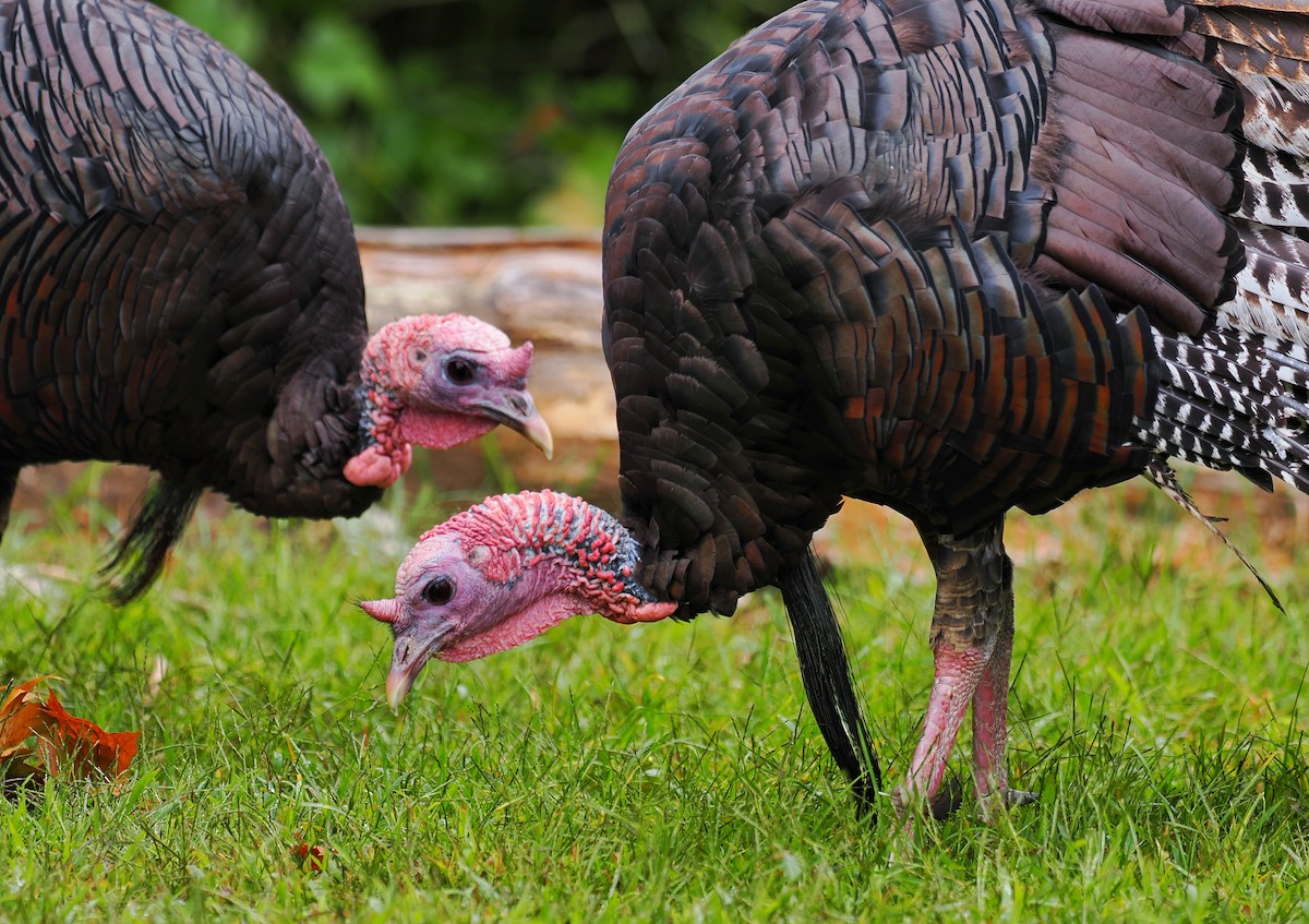 Wild Turkey - ML624146636