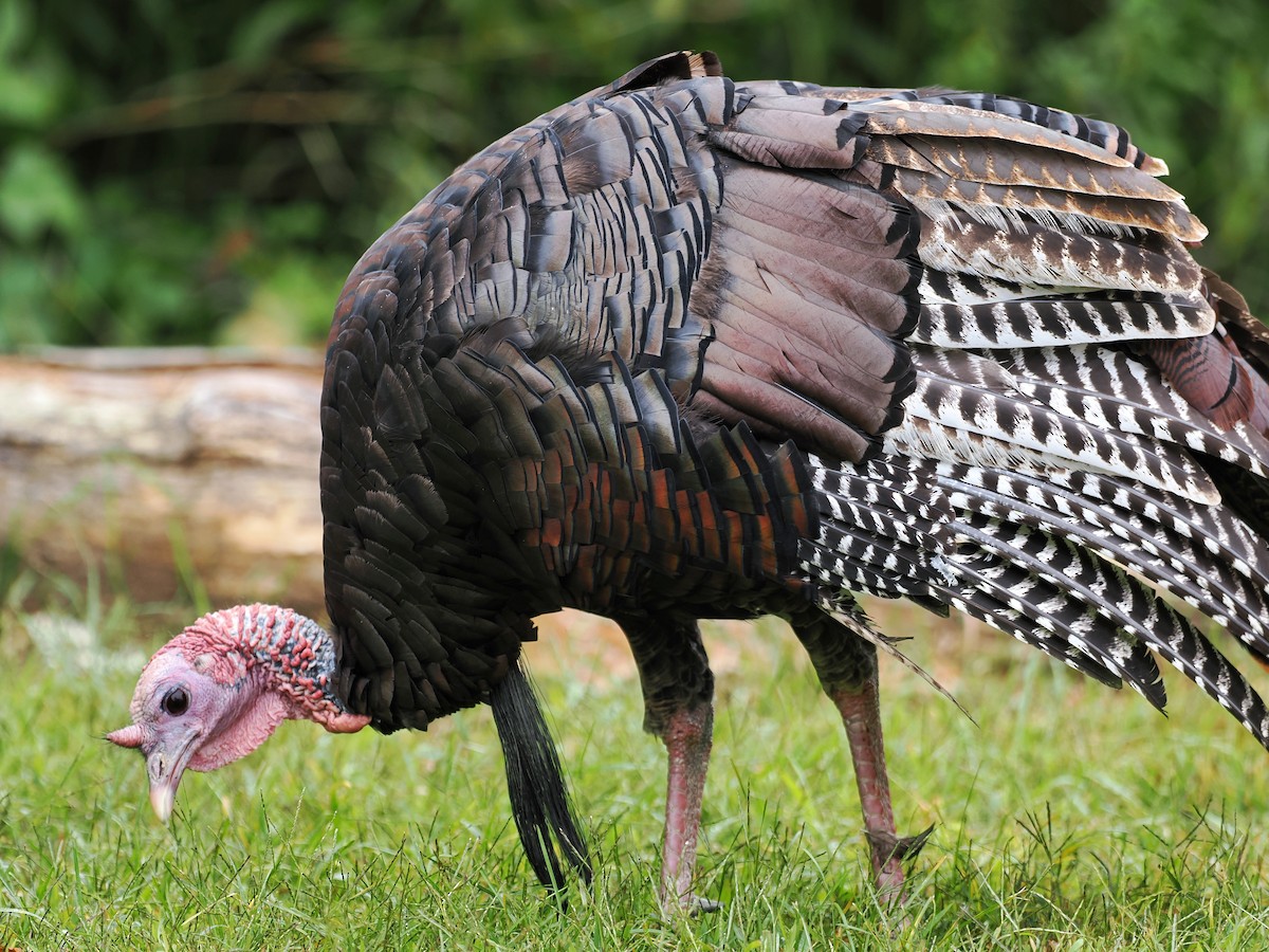 Wild Turkey - ML624146637