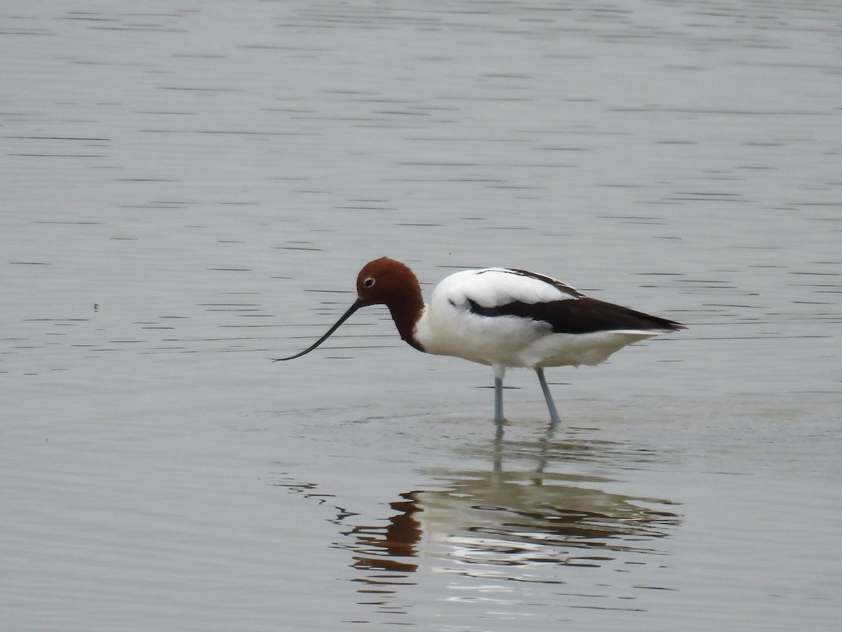 Red-necked Avocet - ML624146638