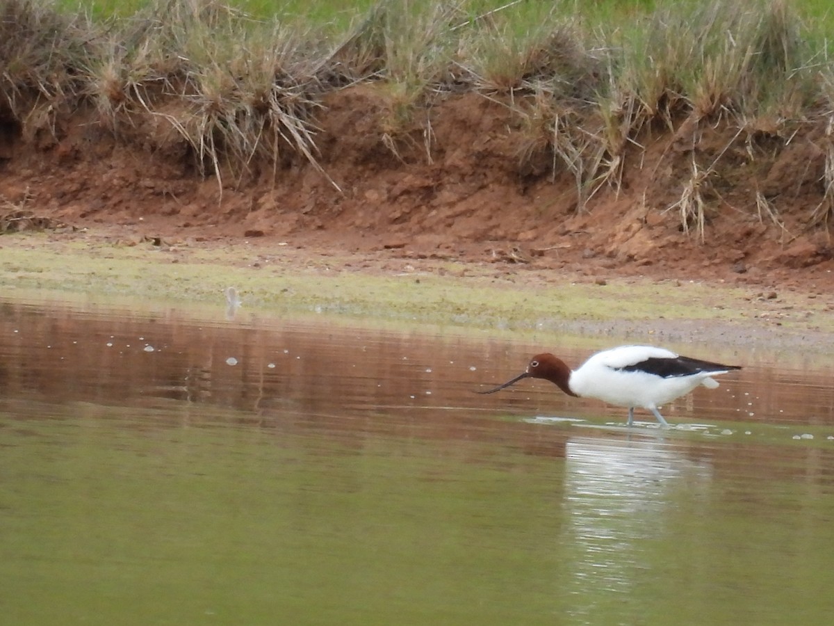 Red-necked Avocet - ML624146639