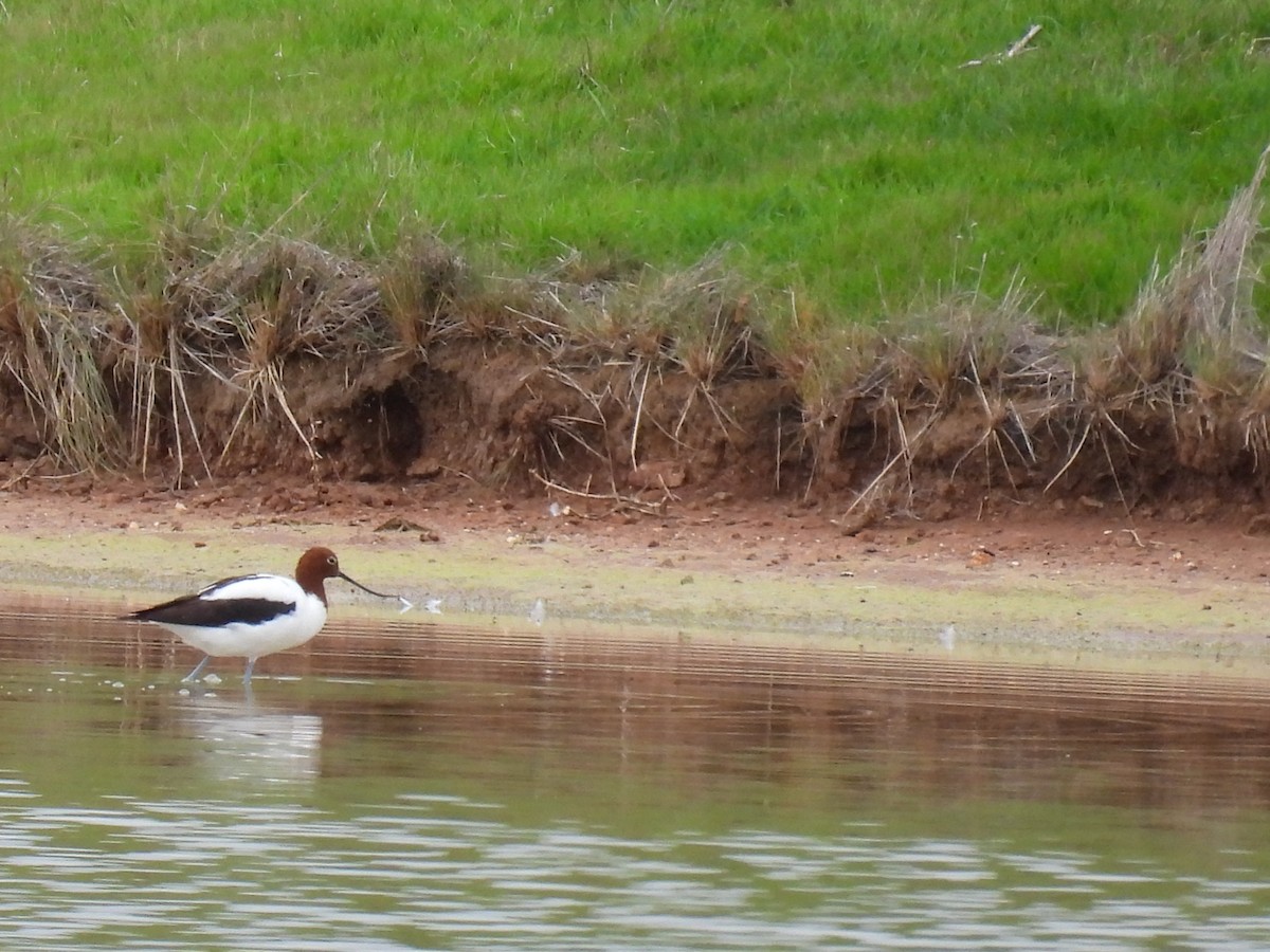 Red-necked Avocet - ML624146640