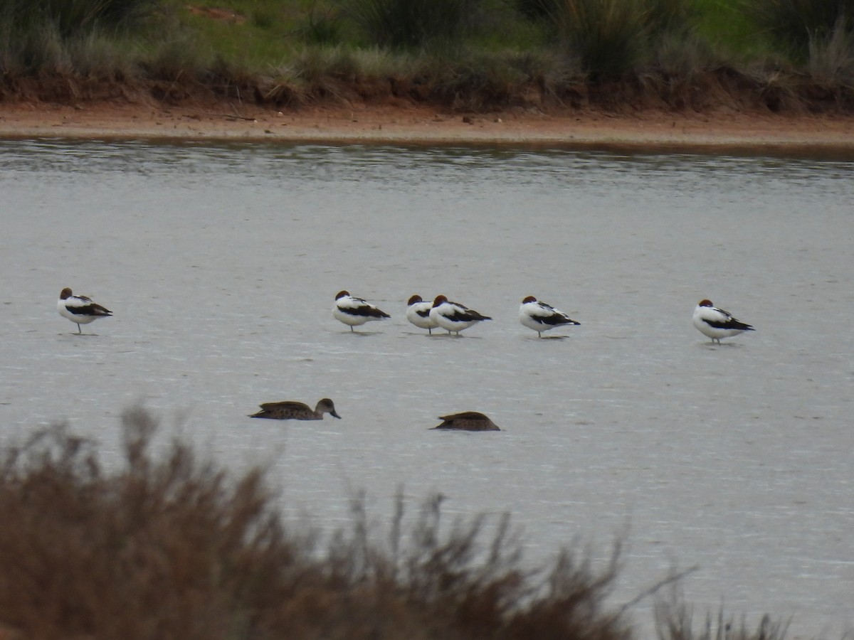 Red-necked Avocet - Helen Erskine-Behr