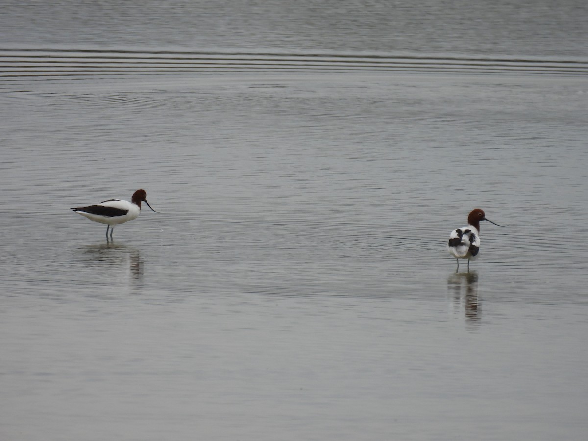 Red-necked Avocet - ML624146643