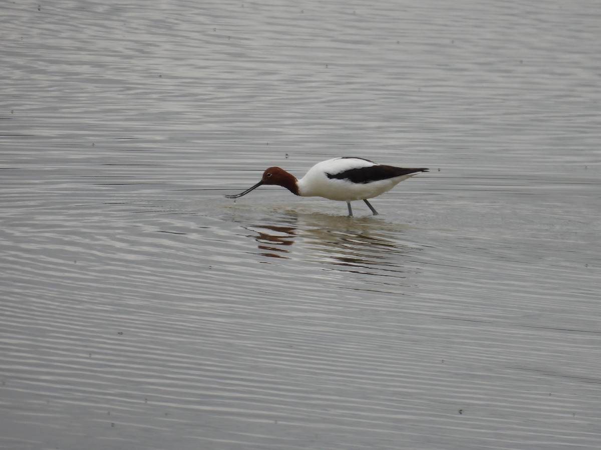 Red-necked Avocet - ML624146644