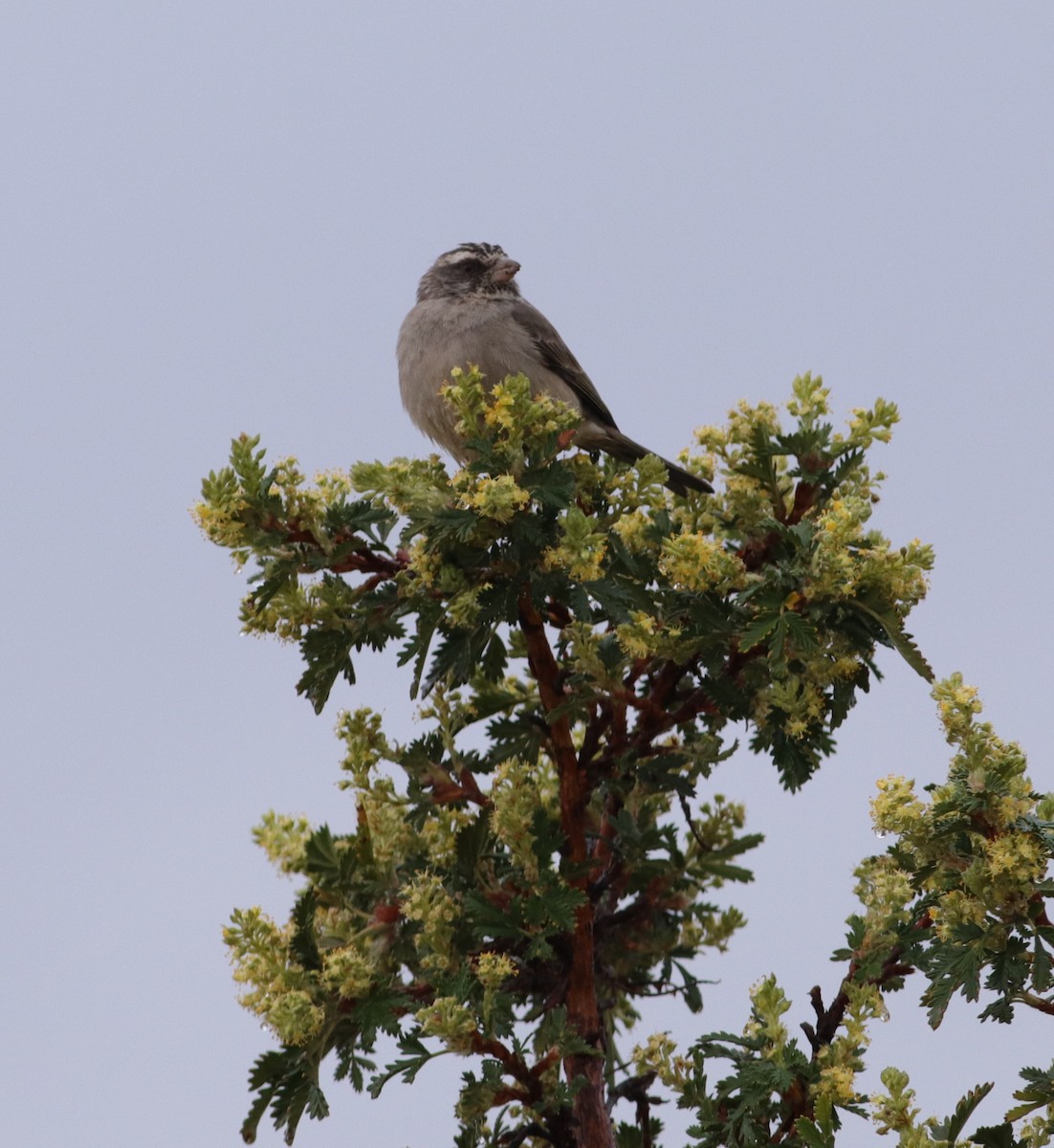 Streaky-headed Seedeater - ML624146655