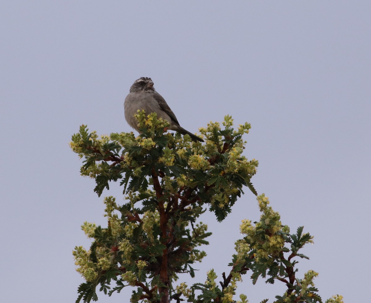 Streaky-headed Seedeater - ML624146656