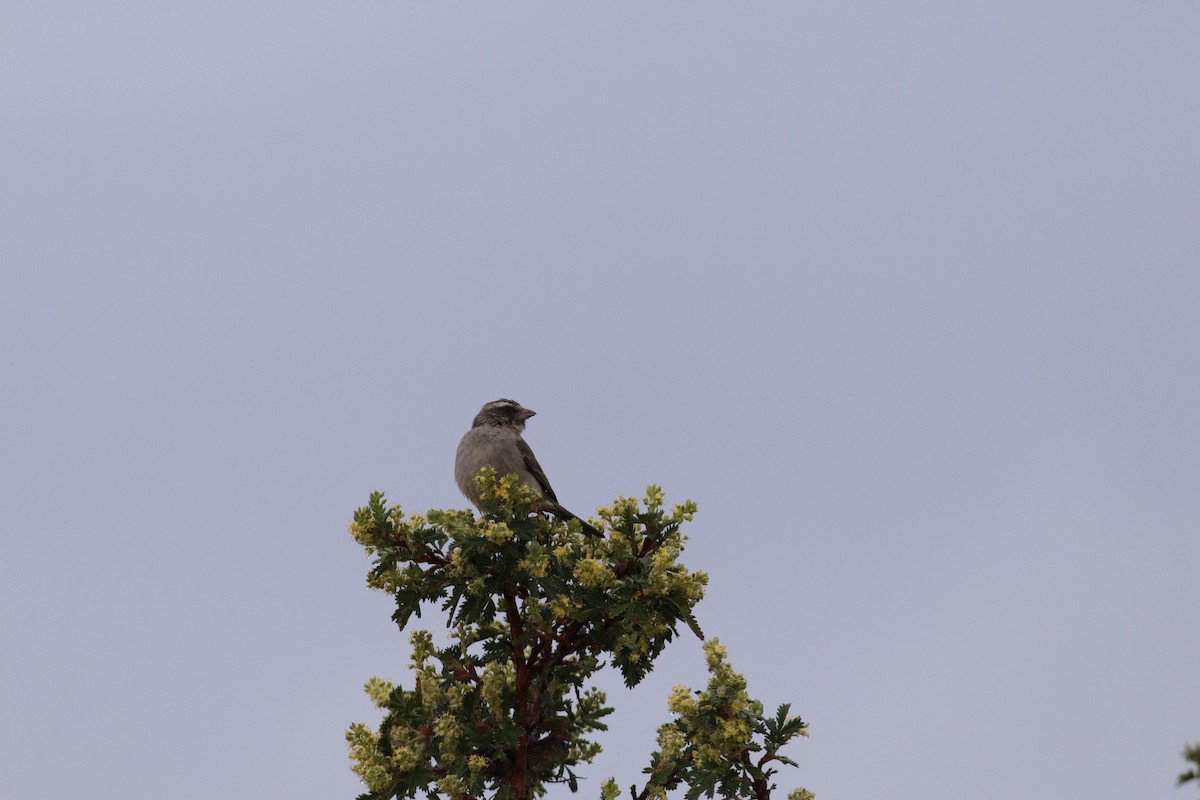 Streaky-headed Seedeater - ML624146657