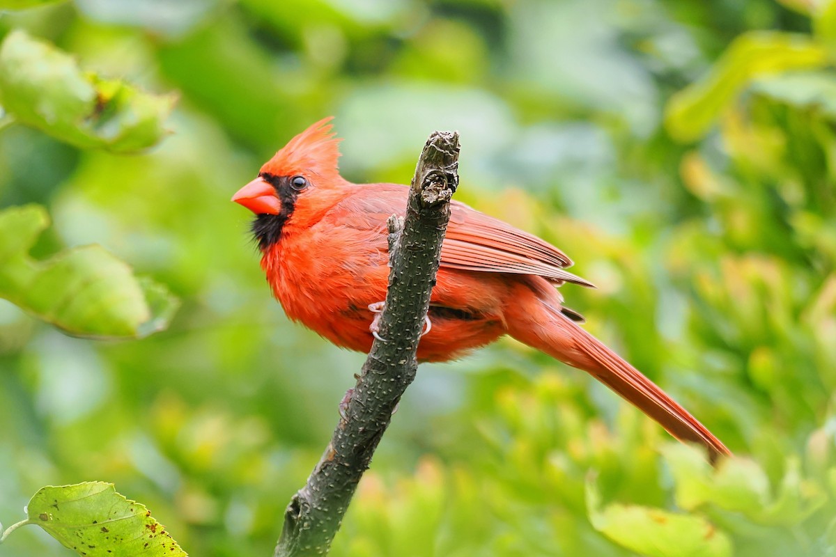 Northern Cardinal - ML624146659