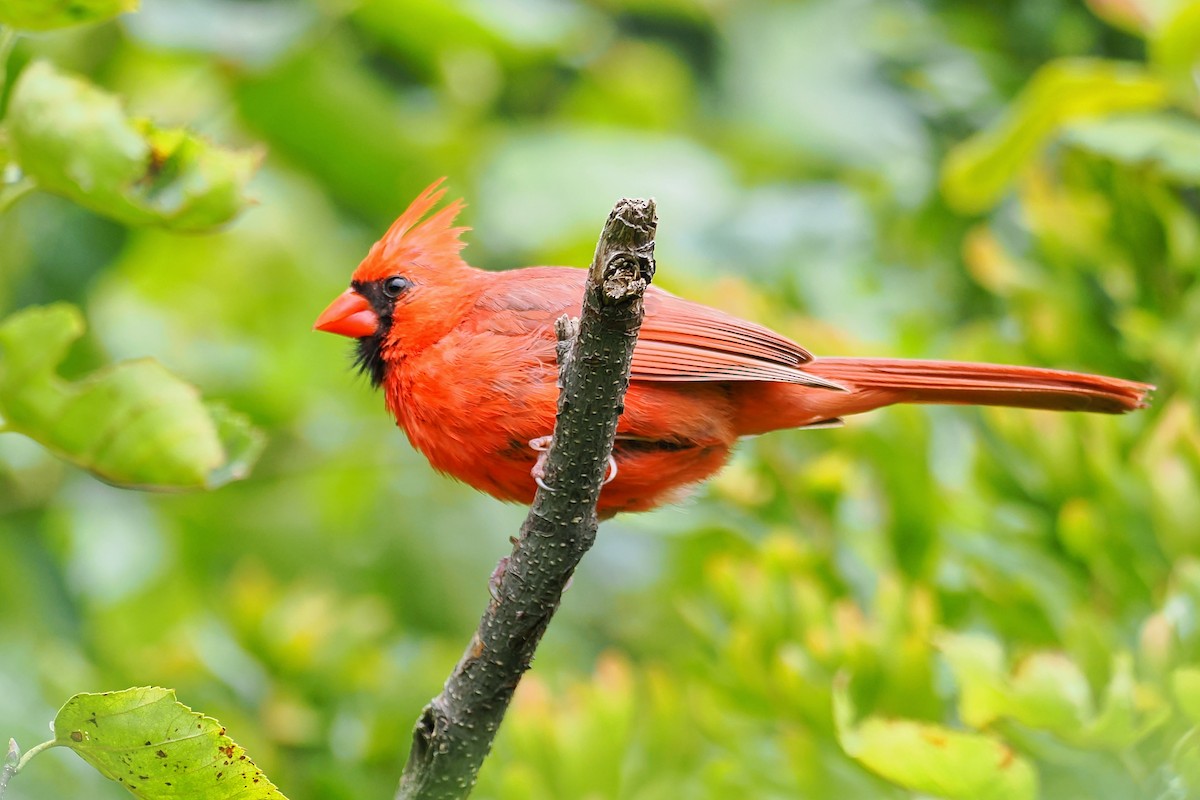 Northern Cardinal - ML624146660