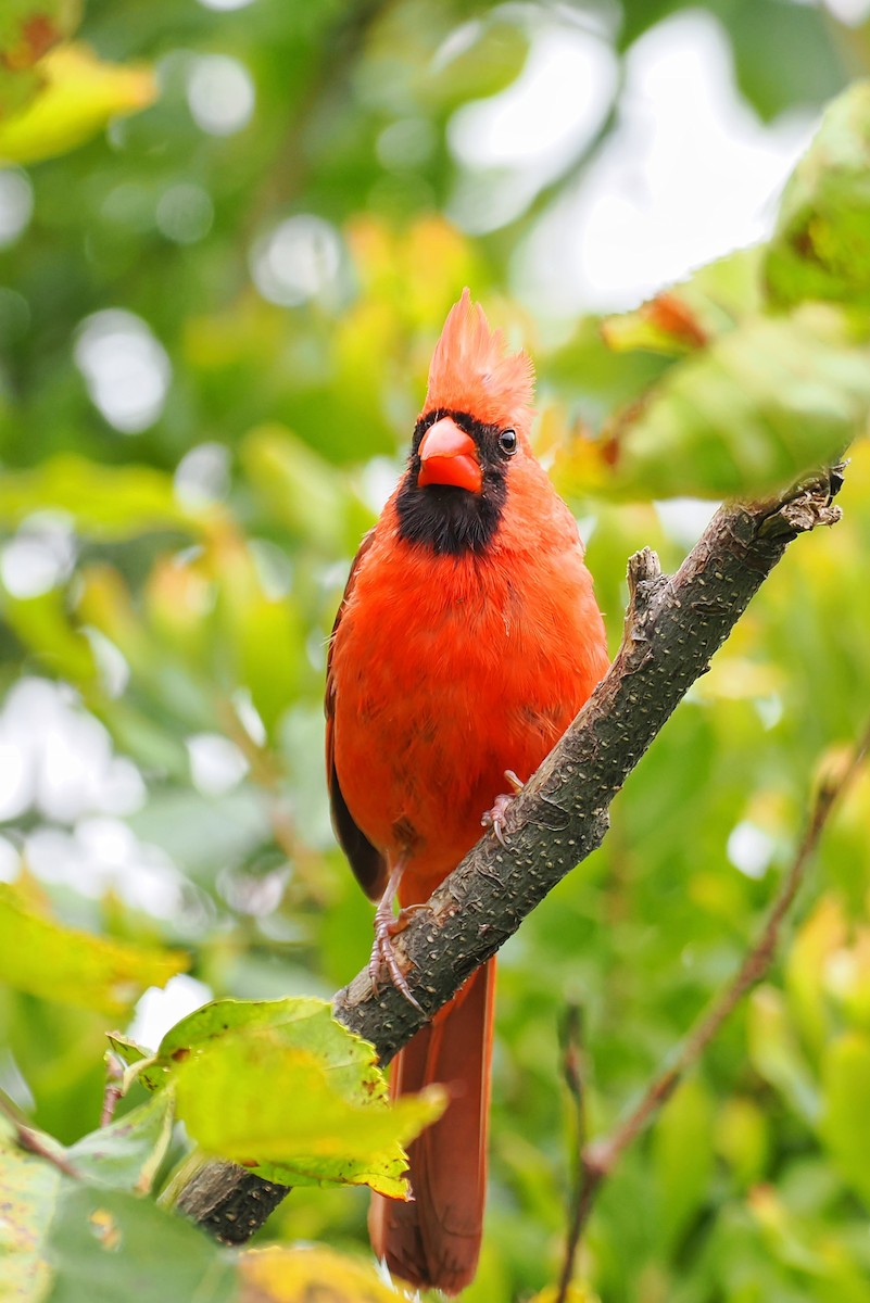 Northern Cardinal - ML624146661