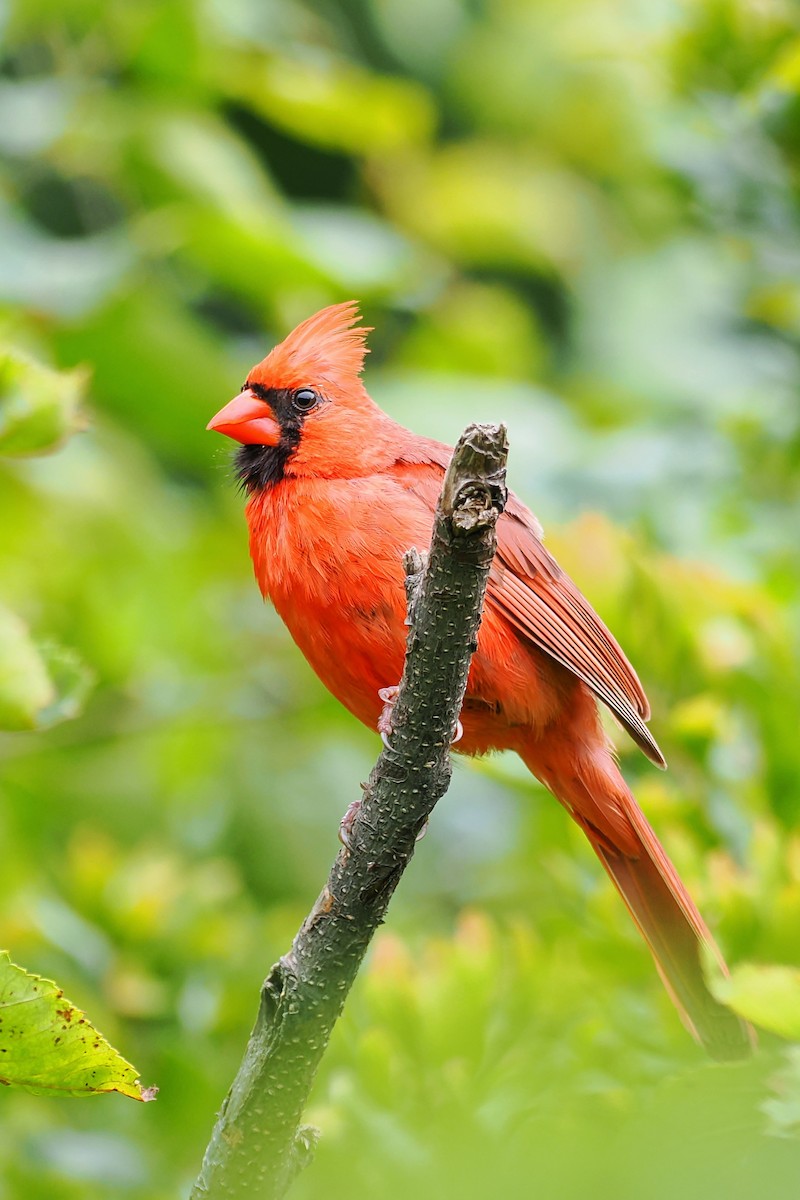 Northern Cardinal - ML624146662