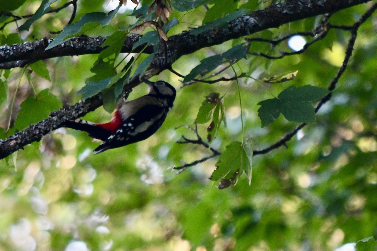 Great Spotted Woodpecker - Andrew Hovey