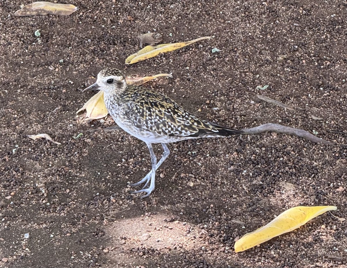 Pacific Golden-Plover - ML624146687