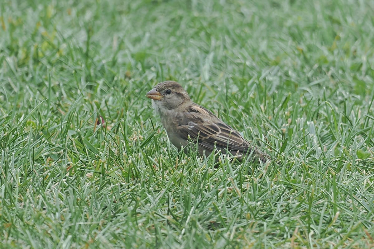 Moineau domestique - ML624146690