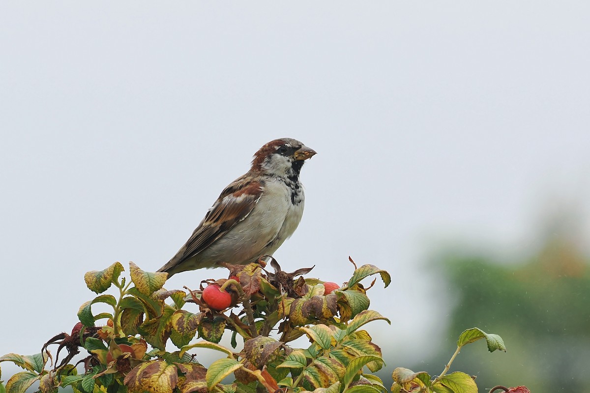 Moineau domestique - ML624146691