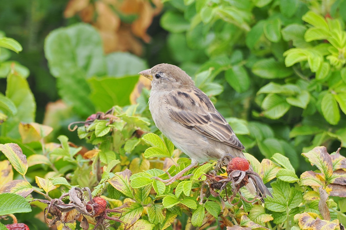 Moineau domestique - ML624146692