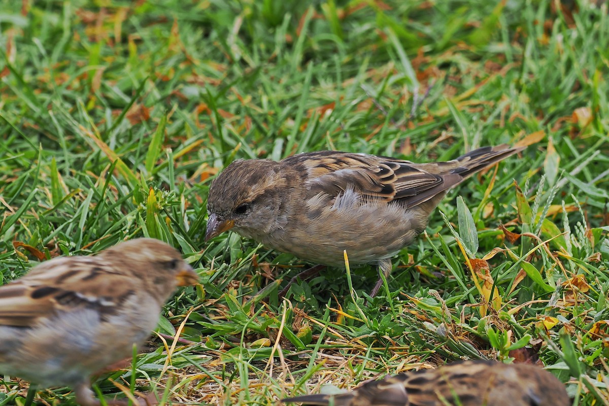 Moineau domestique - ML624146693