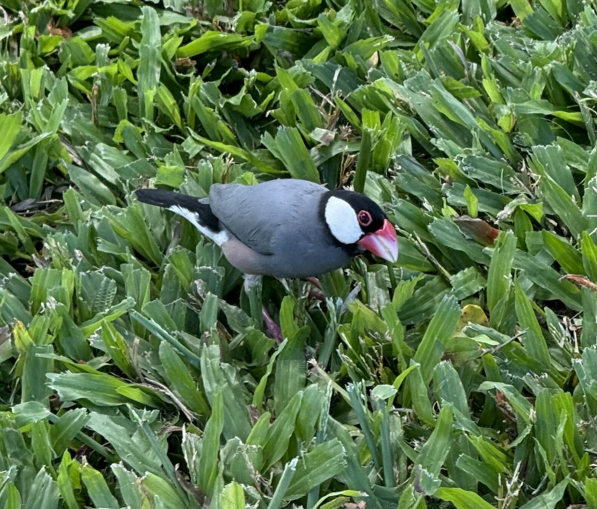 Java Sparrow - ML624146698