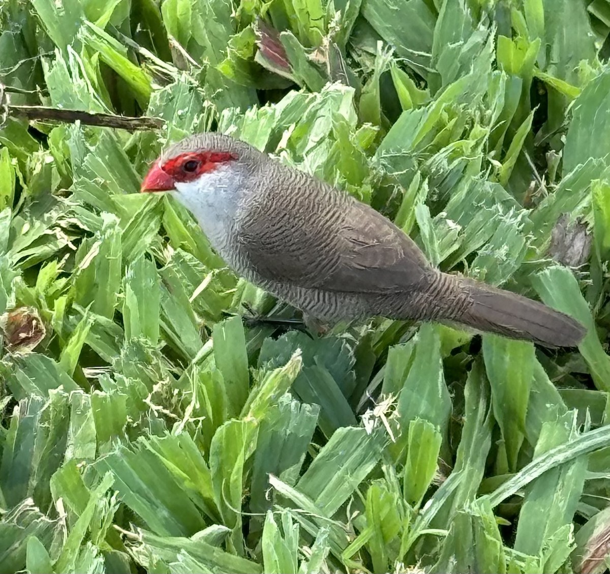 Common Waxbill - ML624146699