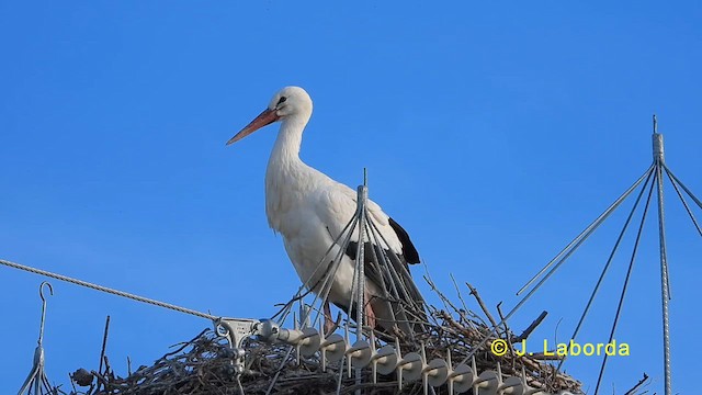 White Stork - ML624146700