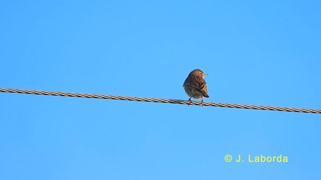 פפיון שדות - ML624146708