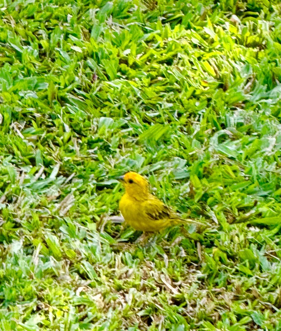 Saffron Finch - ML624146709