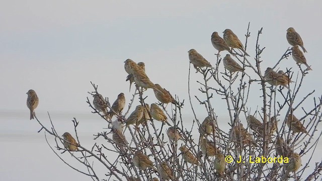 Corn Bunting - ML624146710