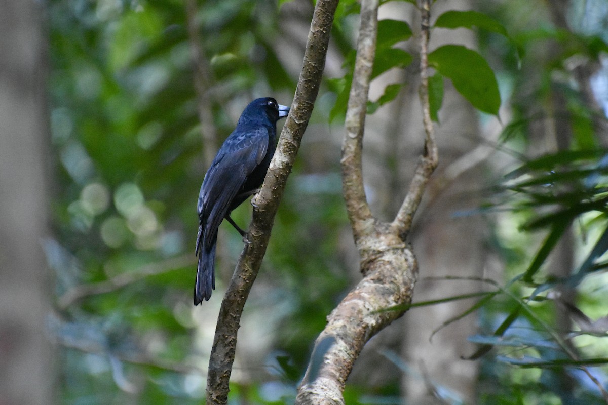 Black Butcherbird - ML624146728